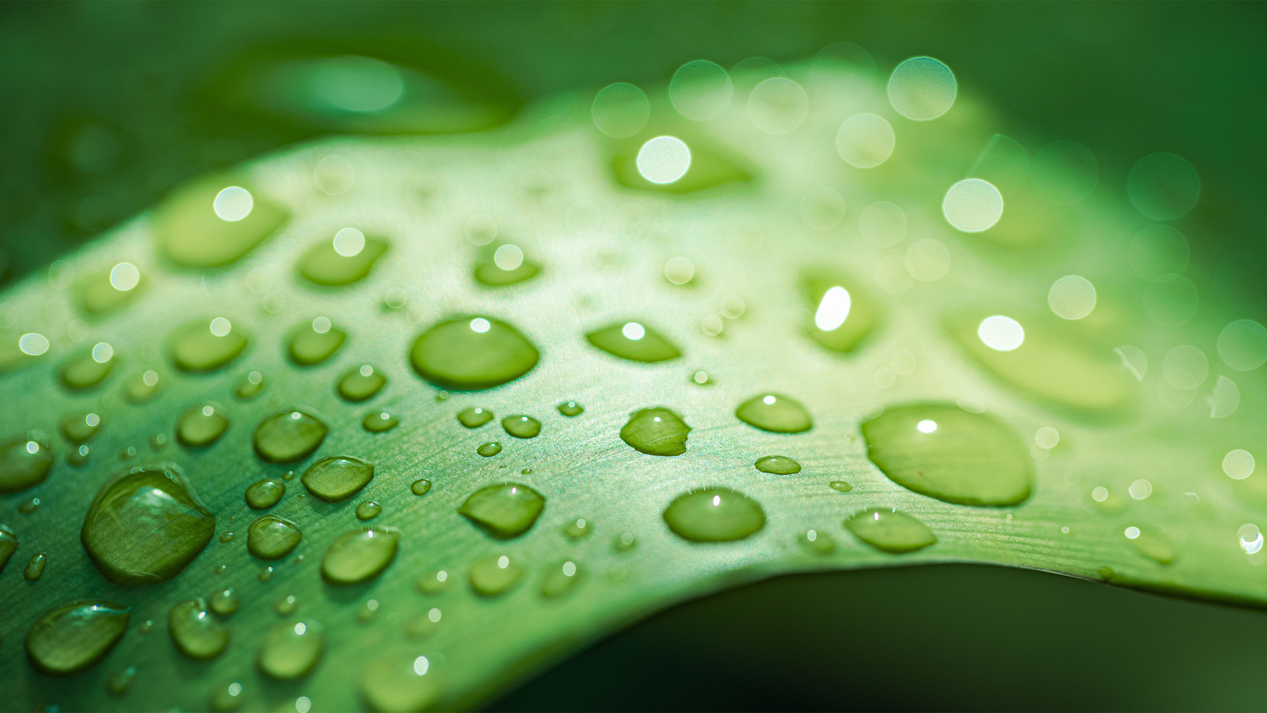 Immagine Banner Servizio Clean